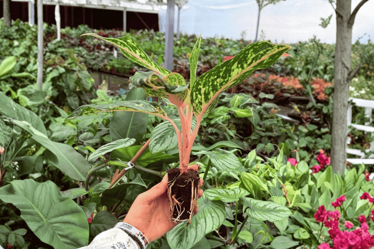 Aglaonema Sparkling Sarah XL Starter Live Plants - 2 Pack