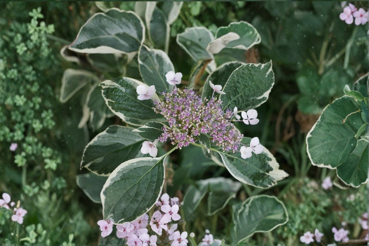 Variegated Mariesii Hydrangea - Hydrangea macrophylla ‘Mariesii Variegata’ Live Plant, 2-Gallon Pot