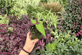 Anthurium Subsignatum × Regale Hybrid - 2 Live Plants in 4-Inch Pots
