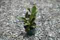 Platycerium Bifurcatum Staghorn Fern Live Plant - Fully Rooted 4-Inch Pot