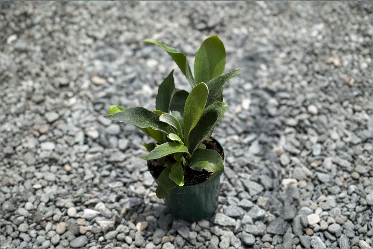 Platycerium Bifurcatum Staghorn Fern Live Plant - Fully Rooted 4-Inch Pot
