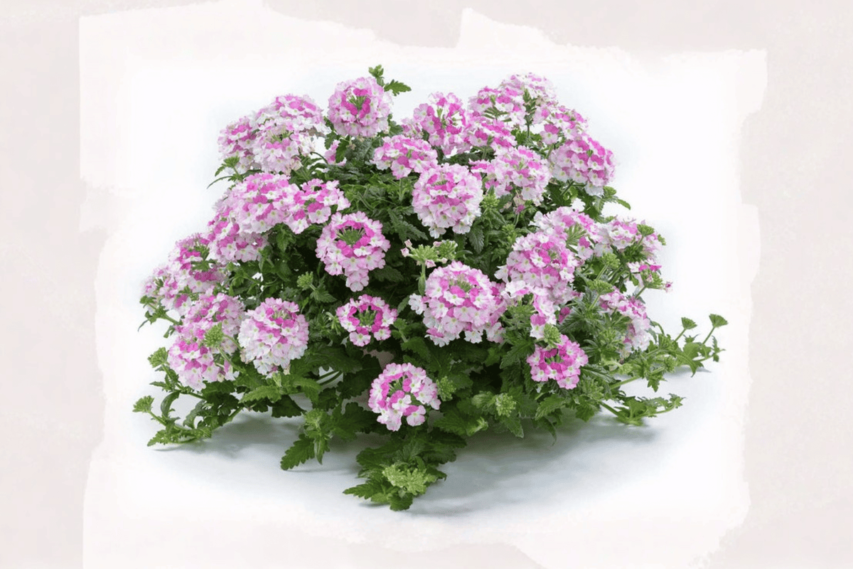 Vanessa Bicolor Pink Verbena Live Plant - 4-Inch Pot