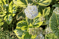 Ceanothus Emerisa’s Gem Carmel Creeper - 4-Inch Pot