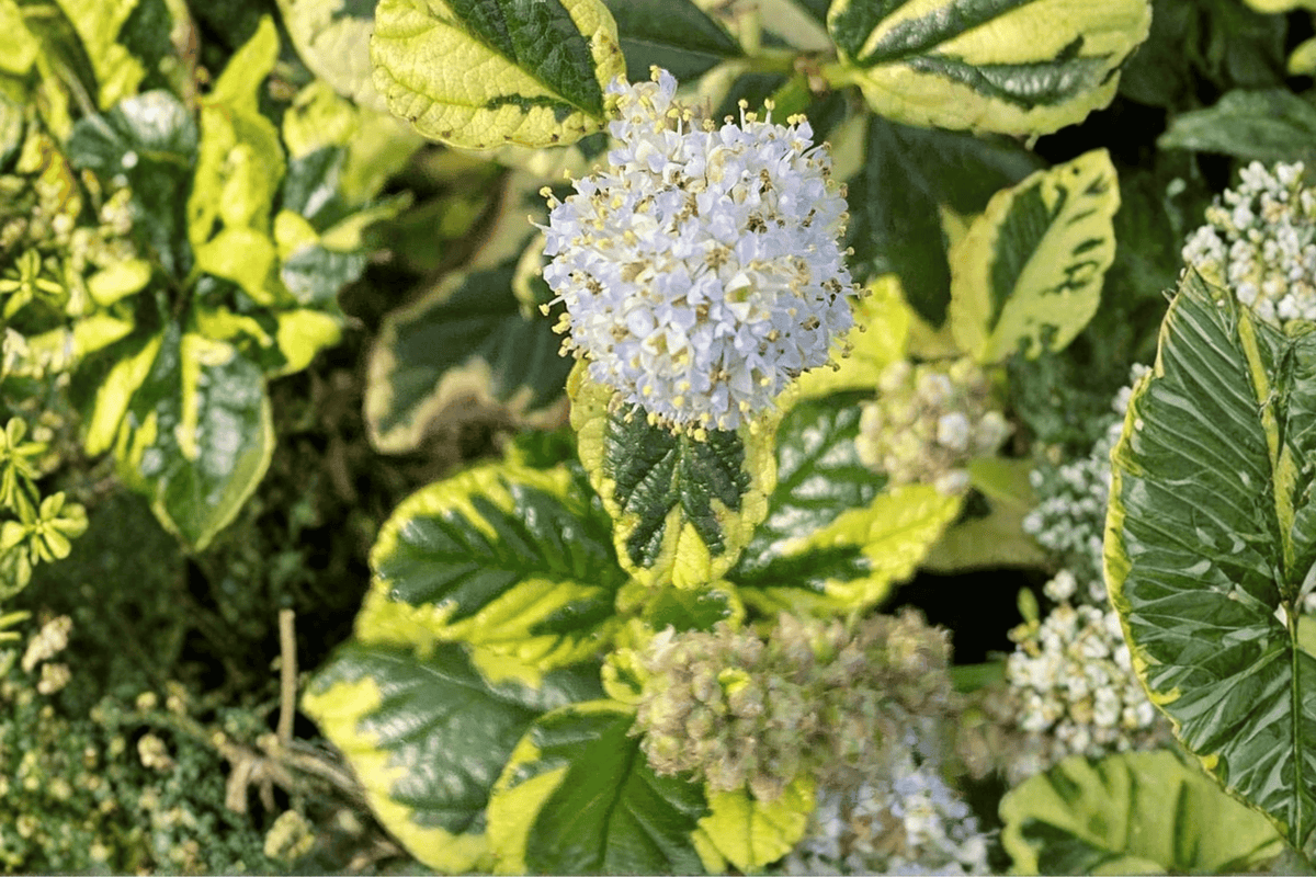 Ceanothus Emerisa’s Gem Carmel Creeper - 4-Inch Pot