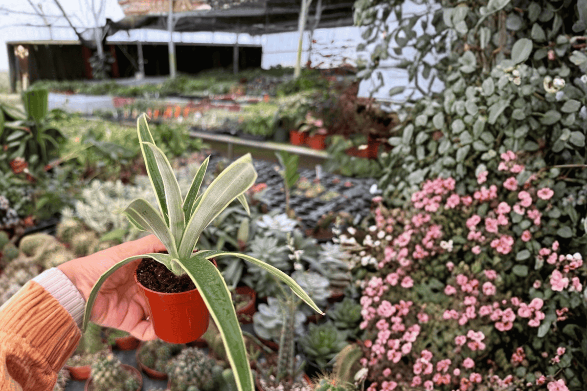 Variegated Pineapple Juicy Starter Plants (2) – Ananas comosus in 2" Pots
