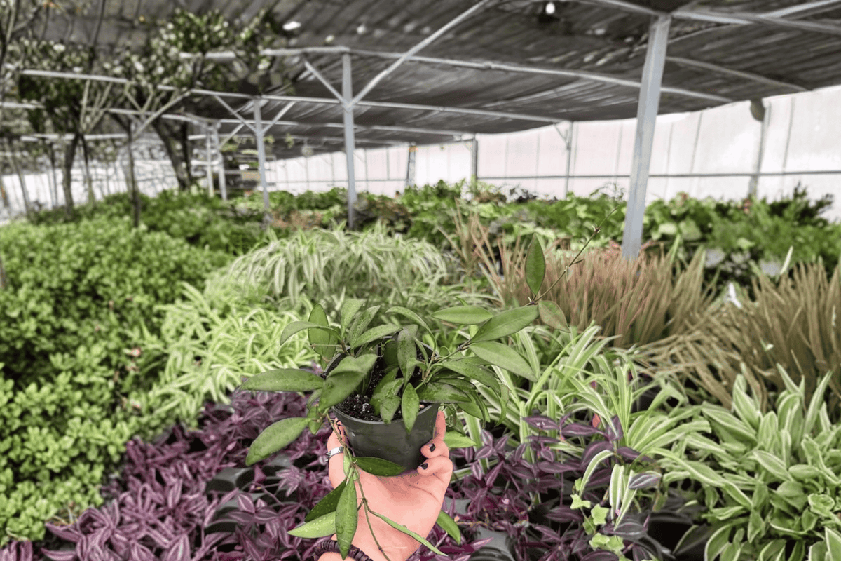 Hoya Rosita 2 Live Plants in 4-Inch Pots | Hoya rosi­ta
