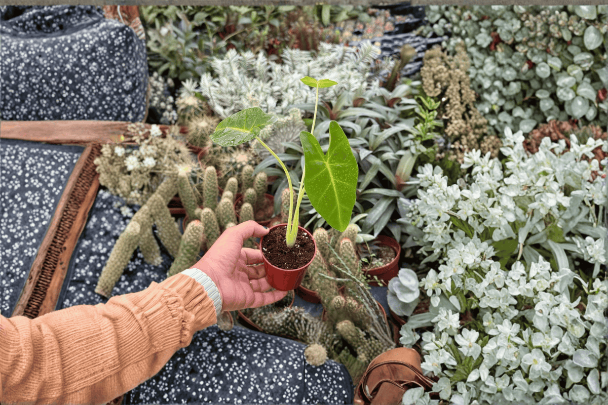 Alocasia Lutea 2 Live Starter Plants – 2-Inch Pot, Bare Root