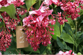 Medinilla magnifica Royal Zenz Starter Plant – Well-Rooted in Pot