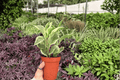 Variegated Peperomia Obtusifolia – 2 Live Plants in 4-Inch Pots