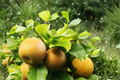 Chojuro Asian Pear Tree 4-6 Ft Live Plant – Pyrus pyrifolia, 10–15 ft mature