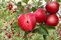 Redlove Odysso Apple Tree - 5 Gallon Live Malus domestica