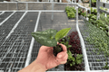 Quicksilver Wild Ginger (Asarum splendens) Starter Plants – 2-Inch, Bare Root, 2-Pack