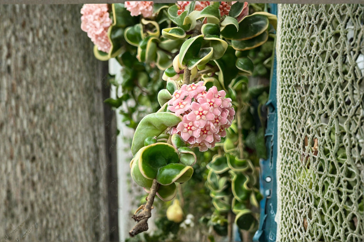 Hoya Compacta Variegated Hindu Rope Plant - Rooted Starter