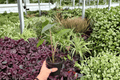 Alocasia Zebrina - 2 Live Plants in 4" Pots (Exact Plants Pictured)