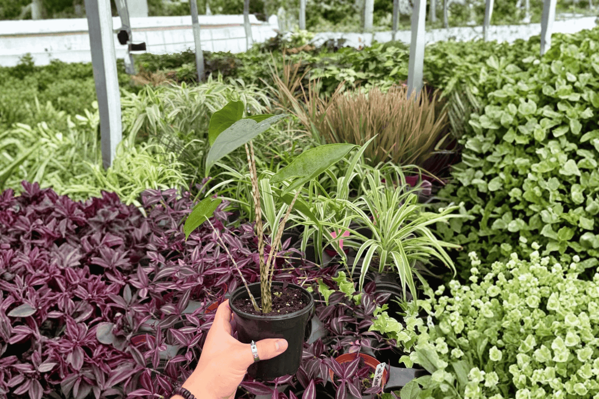 Alocasia Zebrina - 2 Live Plants in 4" Pots (Exact Plants Pictured)
