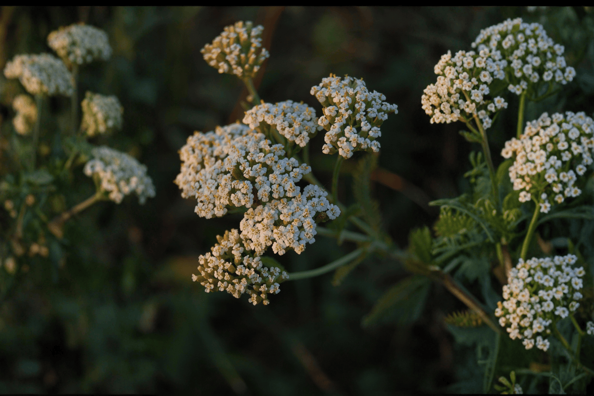 Sonoma Coast Yarrow - 1 Live Plant in 4-Inch Pot (Achillea millefolium ‘Sonoma Coast’)