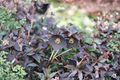 Hellebore Black Tie (Helleborus x hybridus) – Established Gal Size Lenten Rose