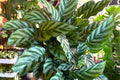 Calathea Freddie – Live Rooted Starter Plant, Easy Care, Low Light Indoor Air-Purifying