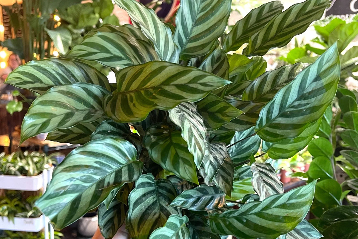 Calathea Freddie – Live Rooted Starter Plant, Easy Care, Low Light Indoor Air-Purifying