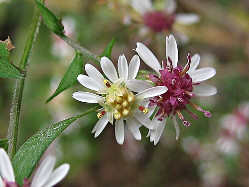 Calico Aster (Symphyotrichum lateriflorum) Seeds - 100 Non-GMO Native Perennial for Pollinator Gardens
