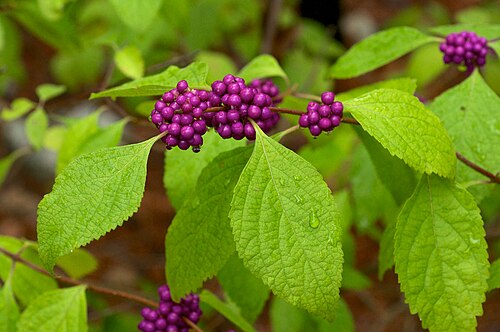 American Beautyberry Cuttings (Callicarpa americana) – 12 Unrooted Live Starter Cuttings