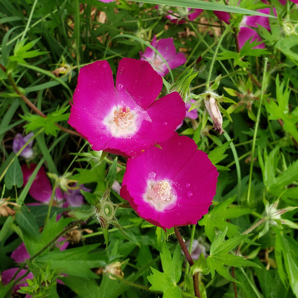 Purple Poppy Mallow (Callirhoe involucrata) Seeds - 15 Non-GMO 100mg - Groundcover Wildflower