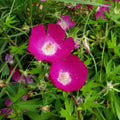 Purple Poppy Mallow (Callirhoe involucrata) Seeds - 15 Non-GMO 100mg - Groundcover Wildflower