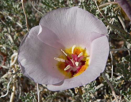 Calochortus flexuosus Seeds - Winding Mariposa Lily | Native Perennial Wildflower, 30 Seeds