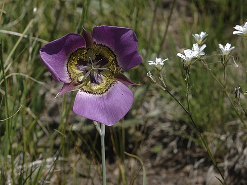 Calochortus gunnisonii Seeds | Rocky Mountain Mariposa Lily - 30 Seeds