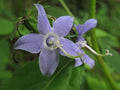Campanula americana Tall Bellflower Seeds - 500 Non-GMO Seeds for Native Pollinator Garden