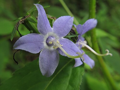 Campanula americana Tall Bellflower Seeds - 500 Non-GMO Seeds for Native Pollinator Garden
