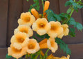 Live Yellow Trumpet Creeper Vine Plant (Campsis radicans) in Pot – Fast-Growing Climber for Sun Gardens