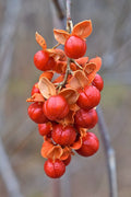 American Bittersweet Seeds | Celastrus scandens – 30 Non-GMO Seeds