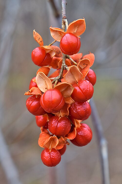 American Bittersweet Seeds | Celastrus scandens – 30 Non-GMO Seeds