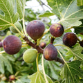 Blue Celeste Fig Tree Cuttings (Unrooted) – Ficus carica Rare Blue Fig Variety