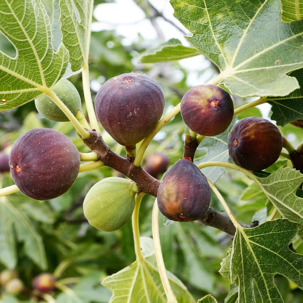 Blue Celeste Fig Tree Cuttings (Unrooted) – Ficus carica Rare Blue Fig Variety