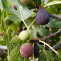 Celeste Fig Cuttings (Ficus carica) - 2 Unrooted 6-8" | Cold Hardy Sugar Fig for Propagation