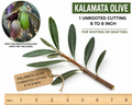 Kalamata Olive Unrooted Cutting (6-8 in) Olea europaea