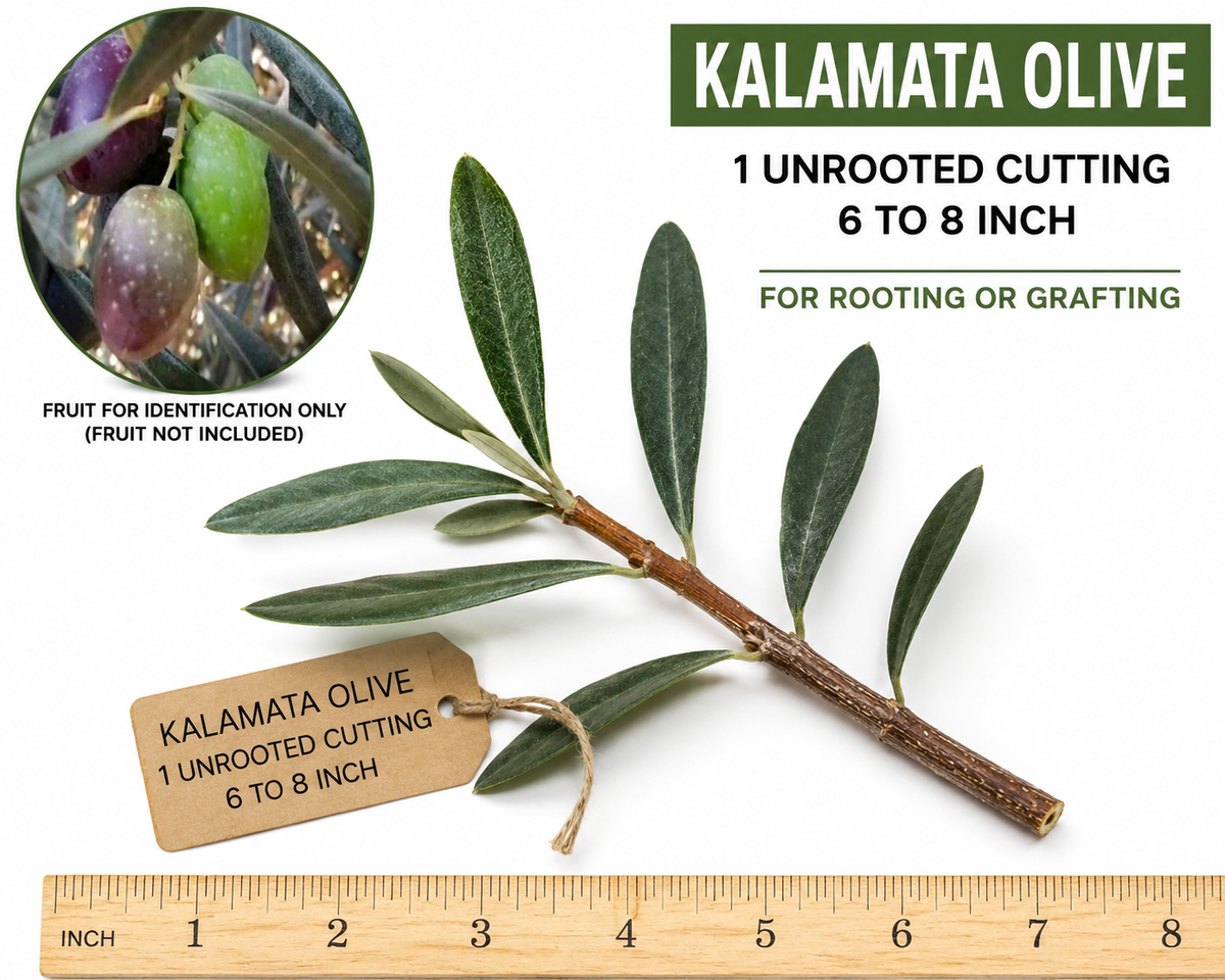 Kalamata Olive Unrooted Cutting (6-8 in) Olea europaea