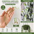 Ceropegia ampliata Rooted Cutting — Bushman’s Pipe Vine, Bare Root