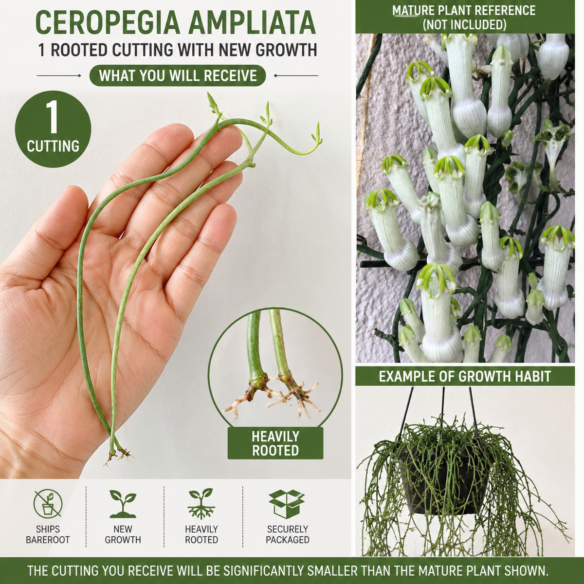 Ceropegia ampliata Rooted Cutting — Bushman’s Pipe Vine, Bare Root