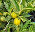 Centennial Variegated Kumquat Cuttings (Fortunella japonica) - 3 Fresh Scions for Rooting or Grafting