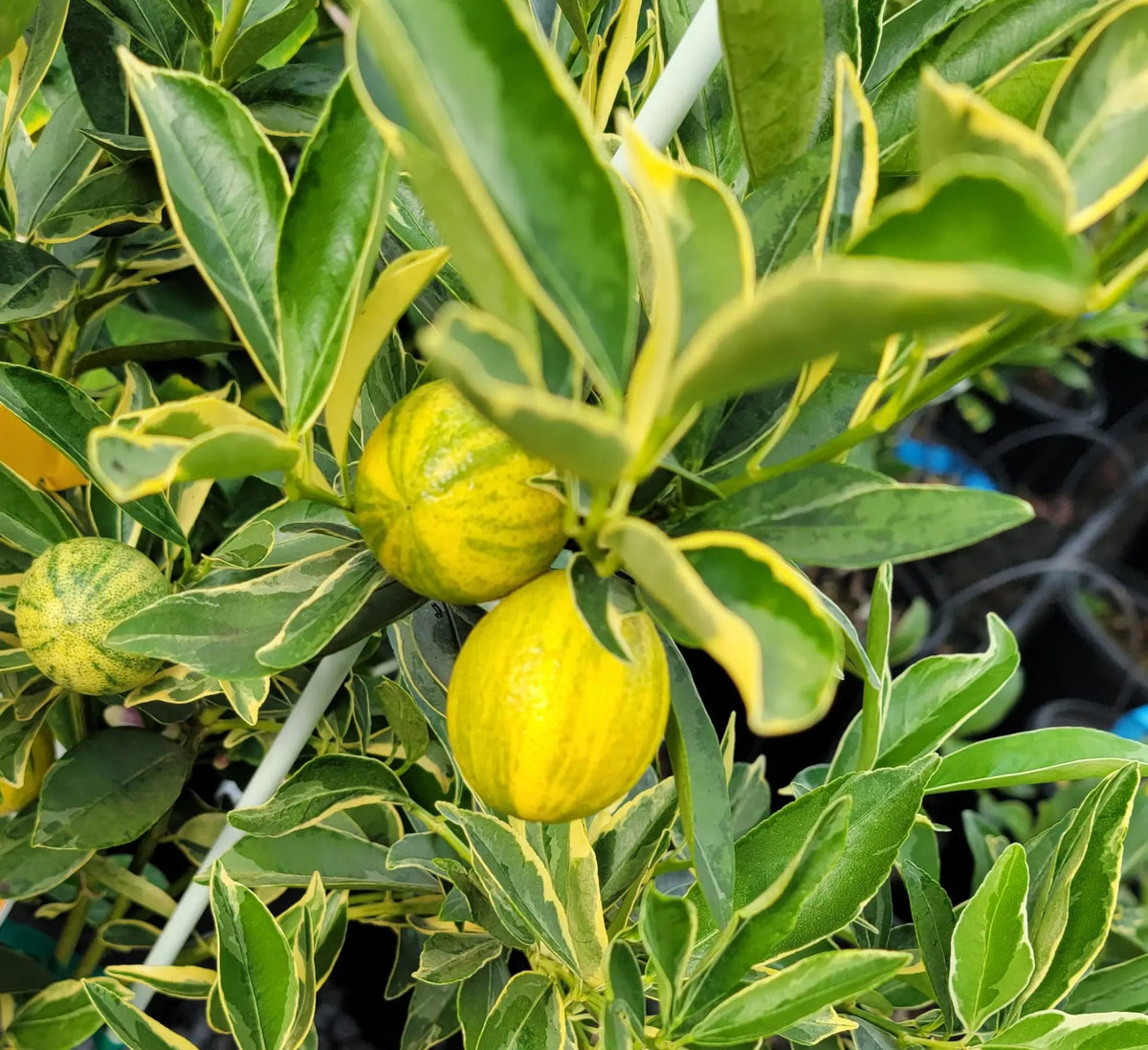 Centennial Variegated Kumquat Cuttings (Fortunella japonica) - 3 Fresh Scions for Rooting or Grafting