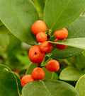 Hong Kong Kumquat Cuttings (Fortunella hindsii) - 3 Fresh Scions for Rooting or Grafting