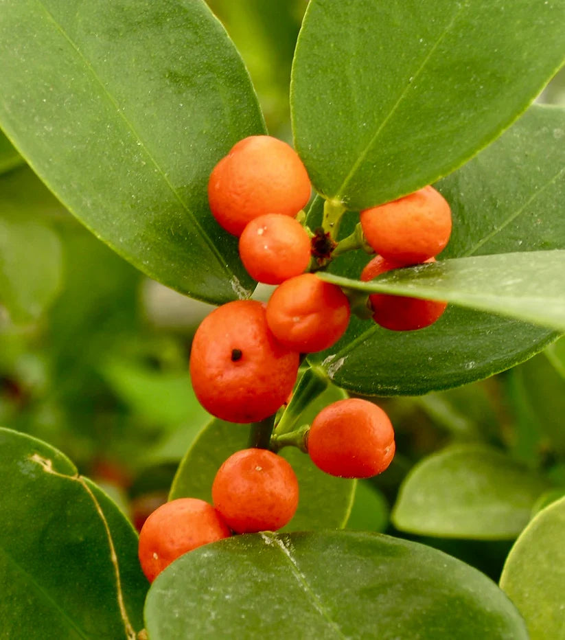 Hong Kong Kumquat Cuttings (Fortunella hindsii) - 3 Fresh Scions for Rooting or Grafting