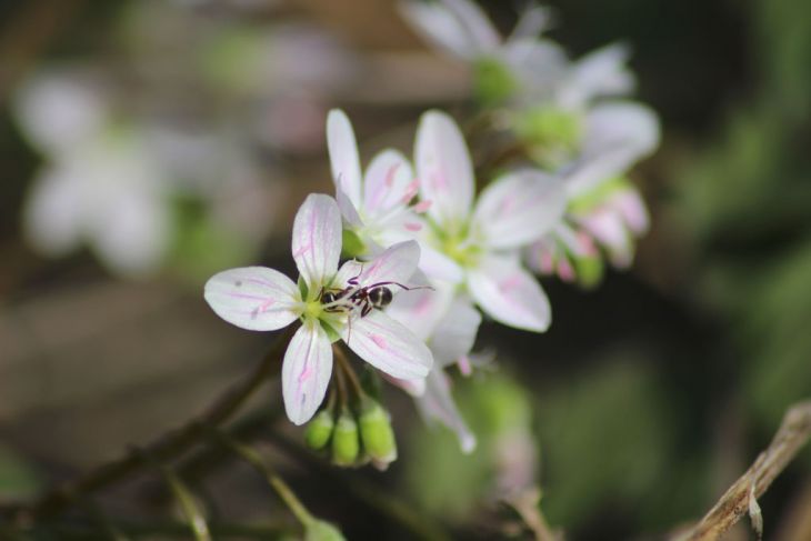 Claytonia virginica Seeds (Spring Beauty) – 75 Non-GMO Seeds for Shade Gardens