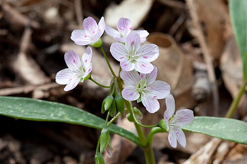 Claytonia virginica Seeds (Spring Beauty) – 75 Non-GMO Seeds for Shade Gardens