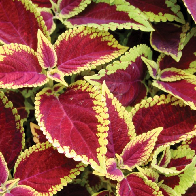 Coleus Defiance - Live Bareroot Starter Plant | Red Foliage, Easy Shade Garden