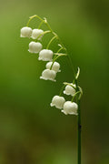 Lily of the Valley Bare Root Plants (Convallaria majalis) – 3 Plants, Fragrant White Blooms