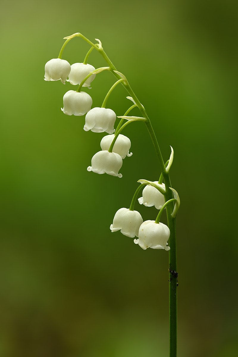 Lily of the Valley Bare Root Plants (Convallaria majalis) – 3 Plants, Fragrant White Blooms